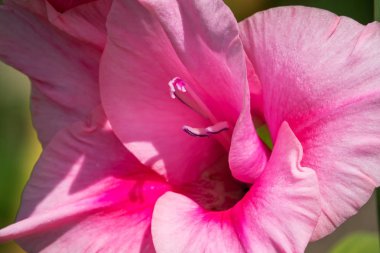 Glayöl çiçek, yakın çekim güzel çiçek