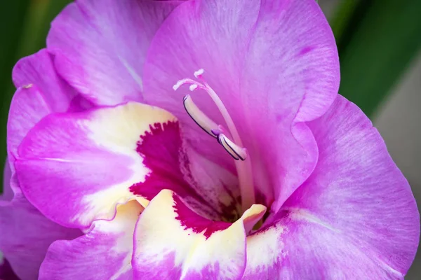 Gladiolo Flor Primer Plano Hermosa Flor — Foto de Stock