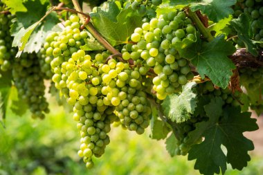 Beyaz üzüm üzerinde asma, tarım üzüm meyve şarap yapımı için