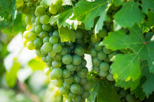 Cépages Blancs Sur Vigne Vignoble Agricole Avec Des Fruits Pour — Photo