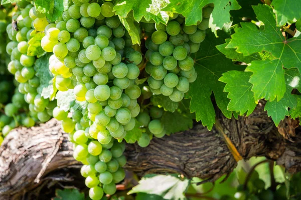 Cépages Blancs Sur Vigne Vignoble Agricole Avec Des Fruits Pour — Photo
