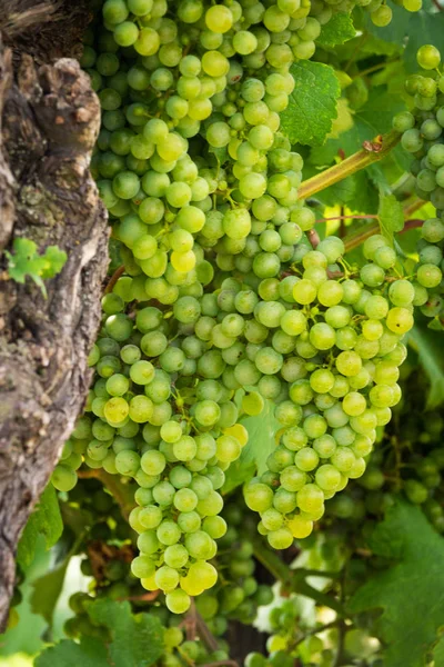 Cépages Blancs Sur Vigne Vignoble Agricole Avec Des Fruits Pour — Photo