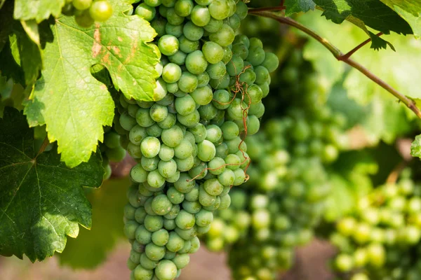 Witte Druiven Vine Landbouw Wijngaard Met Vruchten Voor Wijnbereiding — Stockfoto