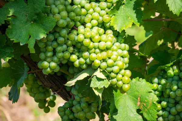 Cépages Blancs Sur Vigne Vignoble Agricole Avec Des Fruits Pour — Photo