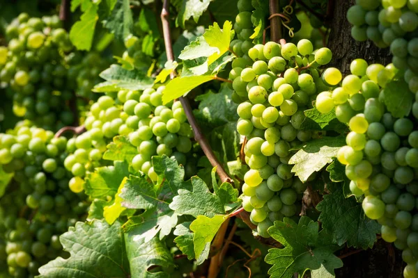 Witte Druiven Vine Landbouw Wijngaard Met Vruchten Voor Wijnbereiding — Stockfoto