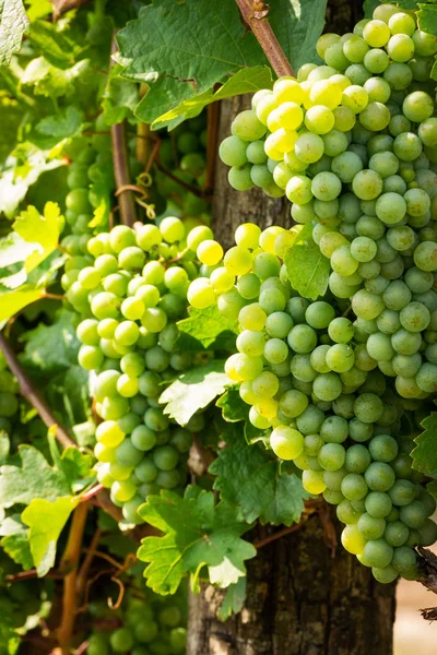 Cépages Blancs Sur Vigne Vignoble Agricole Avec Des Fruits Pour — Photo