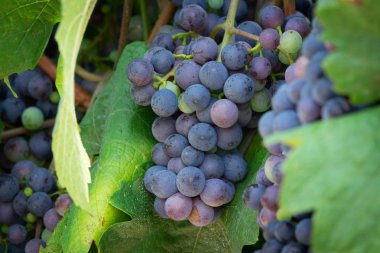 Mavi üzüm üzerinde asma, tarım üzüm meyve şarap yapımı için
