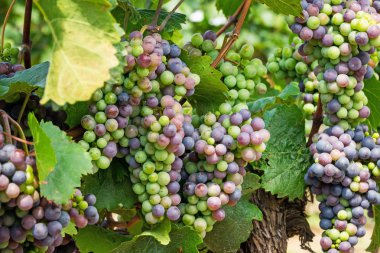 Mavi üzüm üzerinde asma, tarım üzüm meyve şarap yapımı için