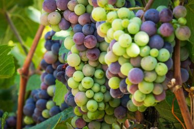 Mavi üzüm üzerinde asma, tarım üzüm meyve şarap yapımı için