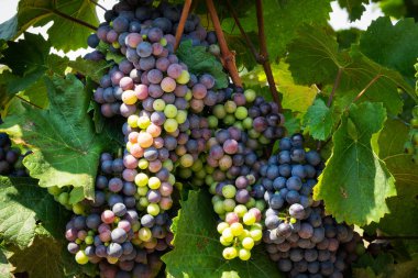 Mavi üzüm asma üzerinde