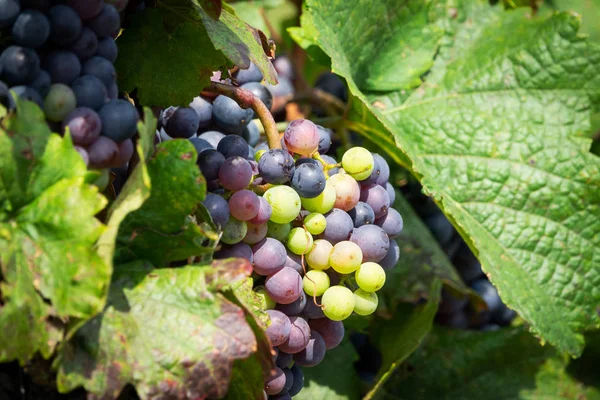 Cépages Bleus Sur Vigne Vignoble Agricole Avec Des Fruits Pour — Photo