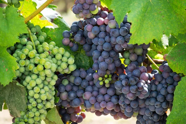 Cépages Bleus Sur Vigne Vignoble Agricole Avec Des Fruits Pour — Photo