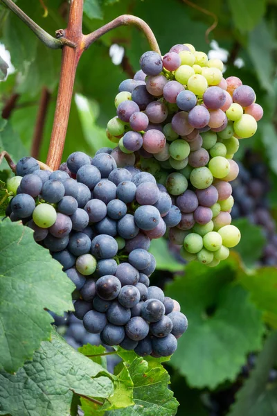 Cépages Bleus Sur Vigne Vignoble Agricole Avec Des Fruits Pour — Photo