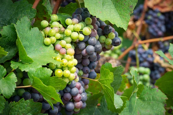 Cépages Bleus Sur Vigne Vignoble Agricole Avec Des Fruits Pour — Photo