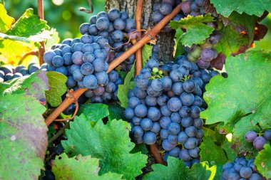 Şarap üzüm asma, mavi üzüm şarap yapımı için