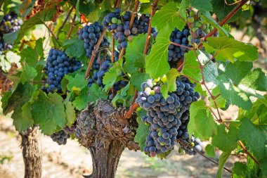 Şarap üzüm asma, mavi üzüm şarap yapımı için