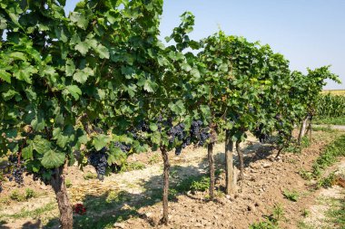 Şarap üzüm asma, mavi üzüm şarap yapımı için