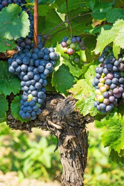 Şarap üzüm asma, mavi üzüm şarap yapımı için