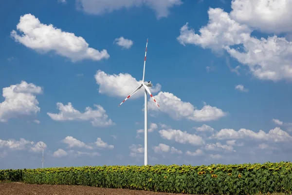 Sunflowers And Wind Turbine, renewable energy to protect the environment