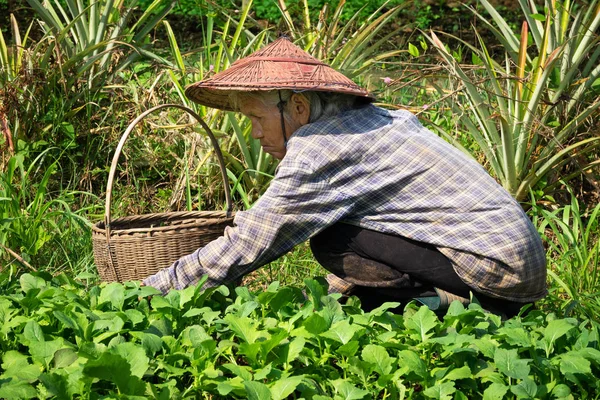 苗を地面に植える頑張って年配の女性 — ストック写真