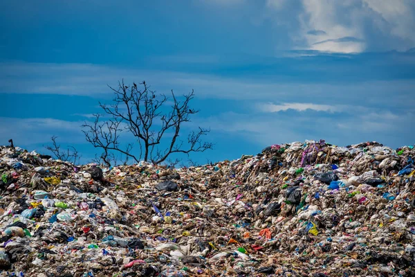 Miljöskador Skräp Naturen — Stockfoto