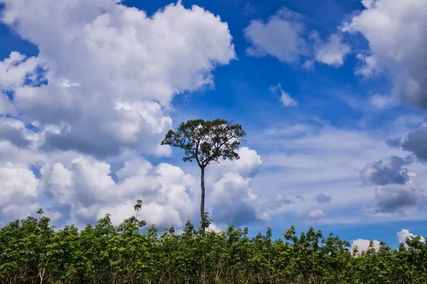 tree area with one tall tree and clouds on sky