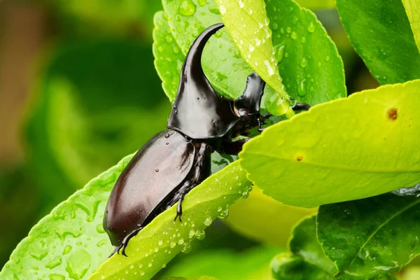 Primer Plano Animal Sentarse Hoja Con Gotas Lluvia — Foto de Stock