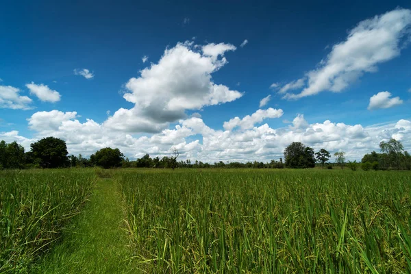 Asiatische Reisfelder Mit Himmel Und Schönen Wolken — Stockfoto