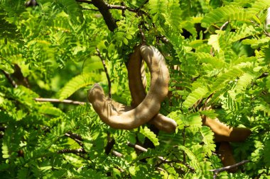 Demirhindi ağacı üzerinde yakın çekim yaprak ile tropikal meyve