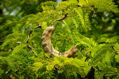 Demirhindi ağacı üzerinde yakın çekim yaprak ile tropikal meyve