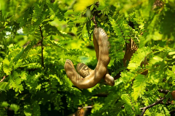 Tamarind On Tree, close up of tropical fruit with leaves