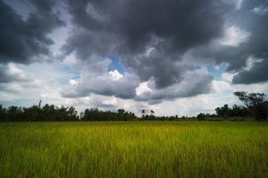 Pirinç çeltik ile güzel bulutlar, tarım manzara pirinç bitkileri ile