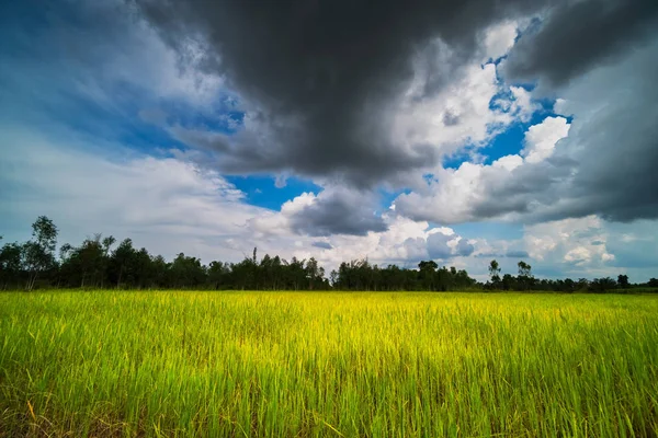 Ρύζι Paddy Όμορφα Σύννεφα Τοπίο Γεωργία Φυτά Ρυζιού — Φωτογραφία Αρχείου
