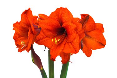 Kırmızı Hippeastrum izole, çiçek açan çiçek baş beyaz arka plan ile