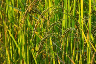 Pirinç çeltik, fabrikasında yakın çekim Tarım ürün