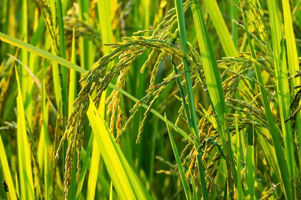 Rice Plant Rice Paddy Close Agriculture Crop — Stock Photo, Image