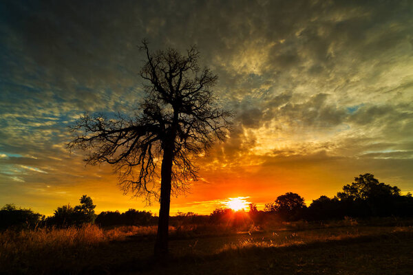 Sunrise With Old Tree, morning with landscape and colorful clouds