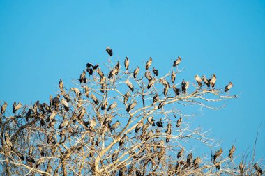 Büyük ak balıkçıl buluşma yeri, ağacın üzerinde oturan kuşlar sürüsü