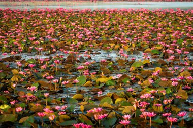 Lotus çiçeği Gölü, ayakta su tropikal su bitkilerin tam