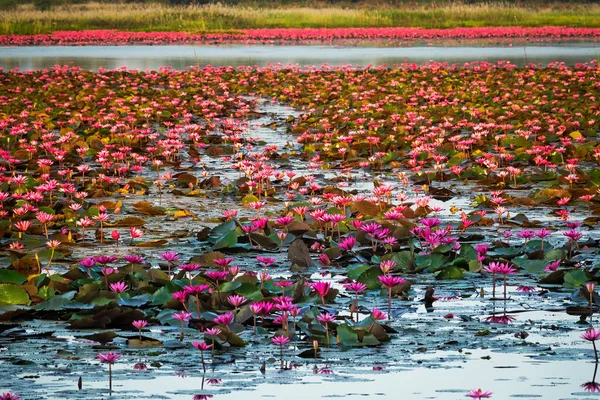 Lotusblütensee Stehendes Wasser Voller Tropischer Wasserpflanzen — Stockfoto