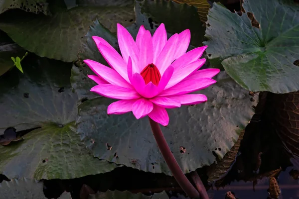Fleur Lotus Pourpre Gros Plan Plante Eau Fleurs — Photo