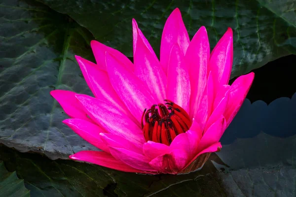 Purple Lotus Flower Close Water Plant Bloom — Stock Photo, Image