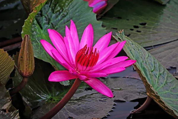 紫花儿 靠近开花的水生植物 — 图库照片