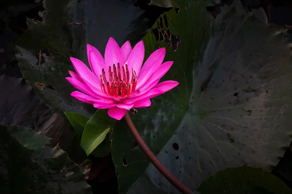 紫花儿 靠近开花的水生植物 — 图库照片