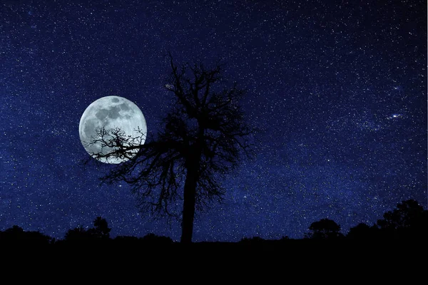 Full Moon Galaxy Landscape Silhouette Tree — Stock Photo, Image