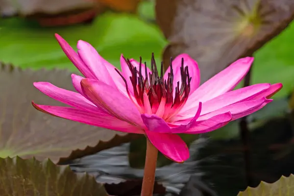 莲花百合紫色 接近热带花 — 图库照片