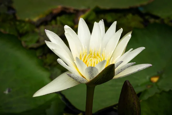 莲花水百合白 亲密的热带花 — 图库照片