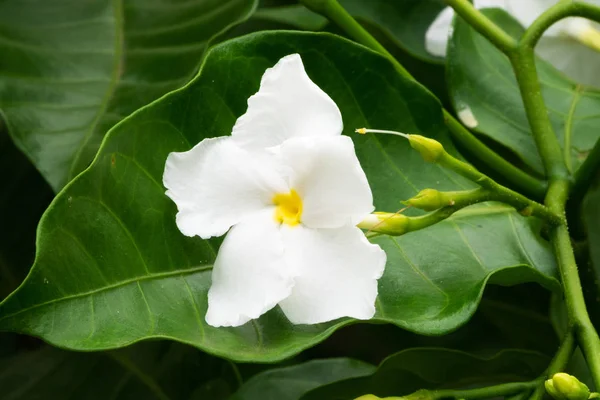 Flor de jazmín — Foto de Stock