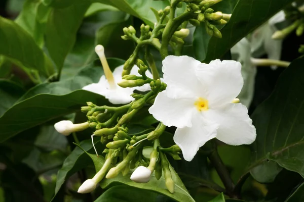 Fiore di gelsomino — Foto Stock