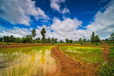 Manzara Pirinç Çeltik